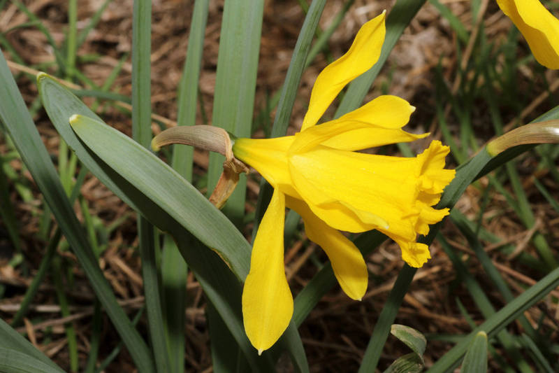 Narcissus pseudonarcissus / Narciso trombone